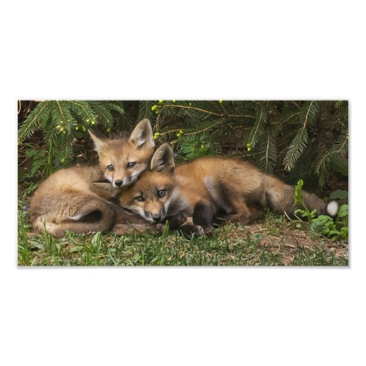 Cuddling Fox Kits Foto Afdruk (Voorkant)