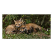 Cuddling Fox Kits Perfect Poster (Voorkant)