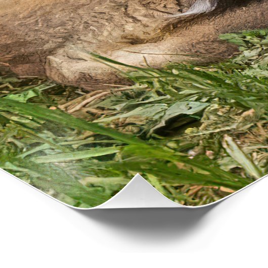 Cuddling Fox Kits Perfect Poster (Hoek)