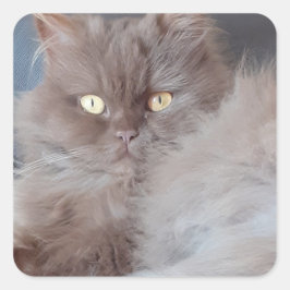 Cudly Cat Vierkante Sticker
