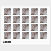 Cudly Cat Vierkante Sticker (Vel)