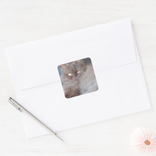 Cudly Cat Vierkante Sticker (Envelop)