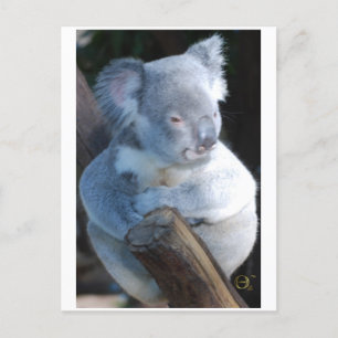 Cudly Koala Briefkaart