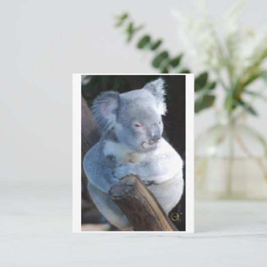 Cudly Koala Briefkaart (Staand voorkant)