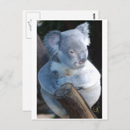 Cudly Koala Briefkaart (Voorkant / Achterkant)