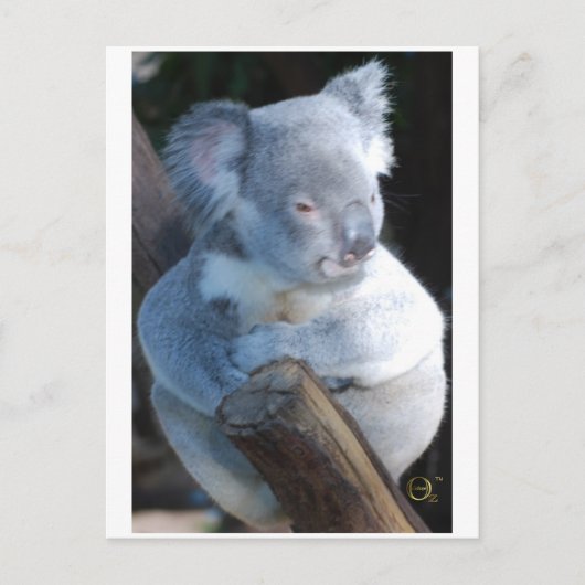 Cudly Koala Briefkaart (Voorkant)