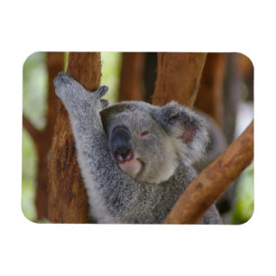 Cudly Koala Photo Magnet Magneet