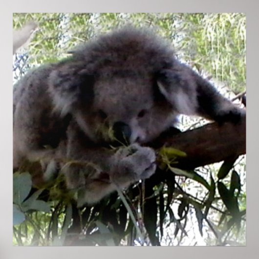 Cudly Koala Poster (Voorkant)