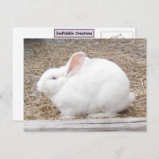 Cudly White Bunny Briefkaart (Voorkant / Achterkant)