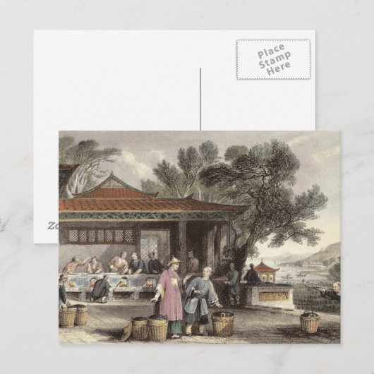 Cultuur en voorbereiding van thee uit 'China in Briefkaart (Voorkant / Achterkant)