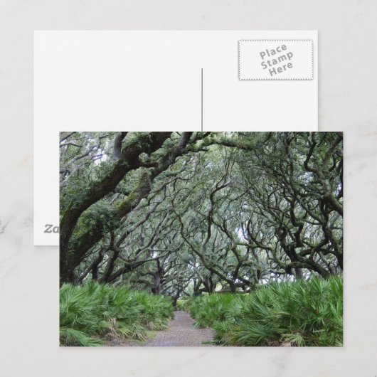 Cumberland Island Briefkaart (Voorkant / Achterkant)