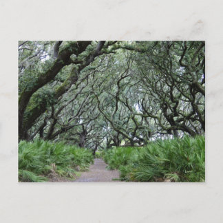 Cumberland Island Briefkaart