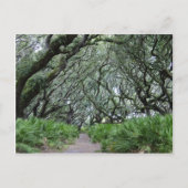 Cumberland Island Briefkaart (Voorkant)
