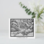 Cumberland Island, GA Briefkaart (Staand voorkant)