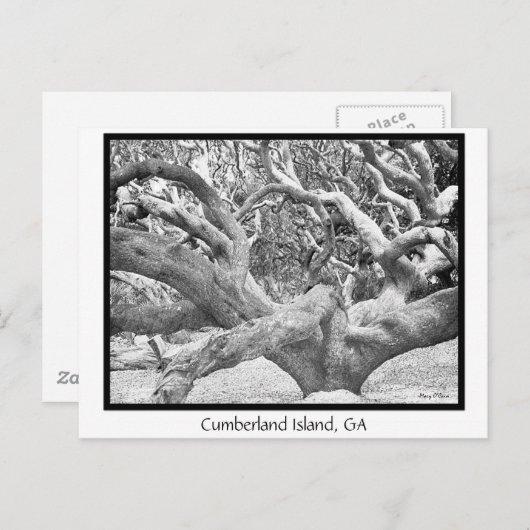 Cumberland Island, GA Briefkaart (Voorkant / Achterkant)