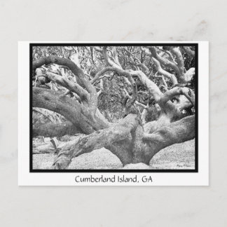Cumberland Island, GA Briefkaart