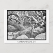 Cumberland Island, GA Briefkaart (Voorkant)