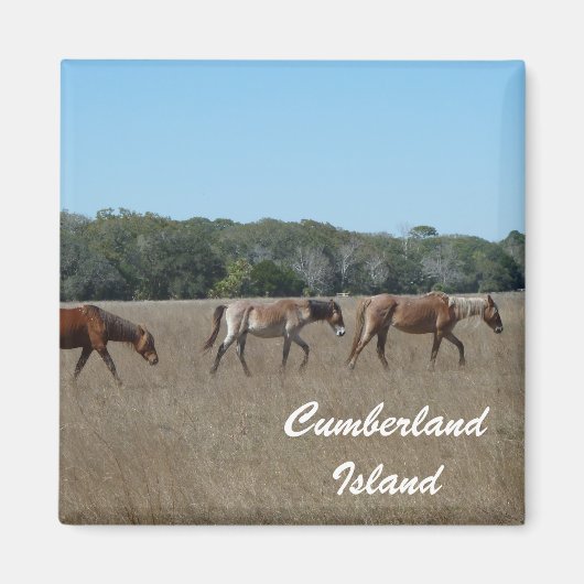 Cumberland Island Wilde Paarden Foto Magneet Georg (Voorkant)