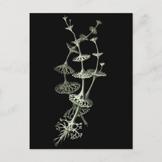 Cup Briefkaart (Voorkant)