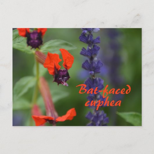 Cuphea met vleermuisgezicht Flower Photographic Bo Briefkaart (Voorkant)