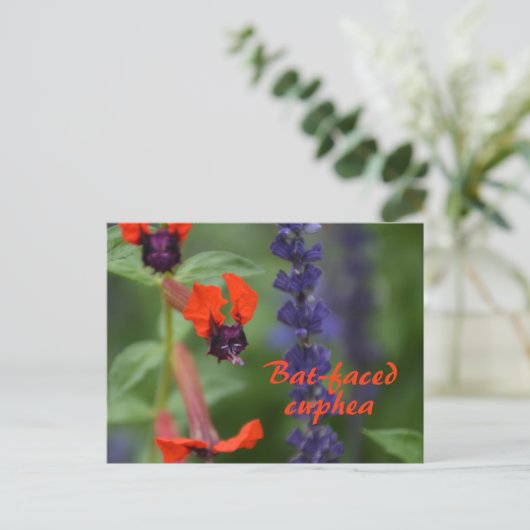 Cuphea met vleermuisgezicht Flower Photographic Bo Briefkaart