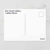 Cuphea met vleermuisgezicht Flower Photographic Bo Briefkaart (Achterkant)