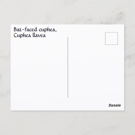 Cuphea met vleermuisgezicht Flower Photographic Bo Briefkaart (Achterkant)