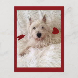 Cupido's Bow Westie Briefkaart