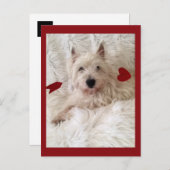 Cupido's Bow Westie Briefkaart (Voorkant / Achterkant)