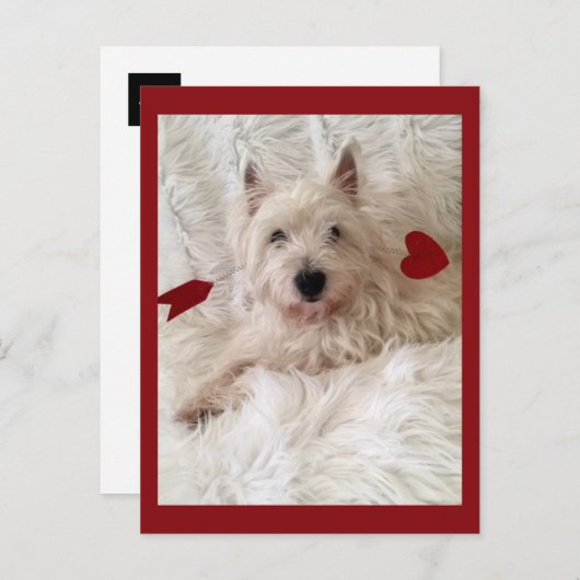 Cupido's Bow Westie Briefkaart (Voorkant / Achterkant)