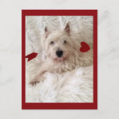 Cupido's Bow Westie Briefkaart (Voorkant)