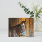 Curalina Briefkaart (Staand voorkant)