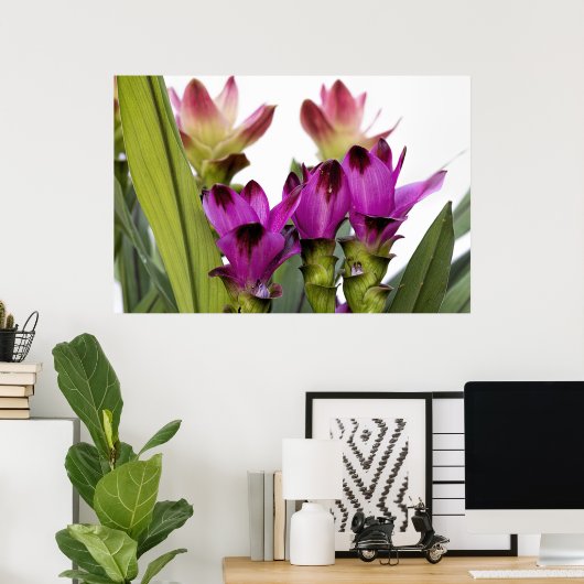 Curcuma Poster (Thuiskantoor)