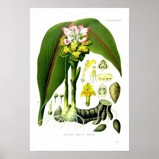 Curcuma zedoaria poster (Voorkant)