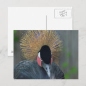Curieuze Afrikaanse kroonkraan Briefkaart (Voorkant / Achterkant)
