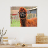 Curieuze alpaca ~ afdruk poster (Keuken)