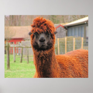 Curieuze alpaca ~ afdruk poster