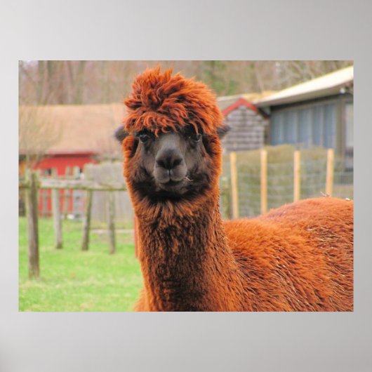 Curieuze alpaca ~ afdruk poster (Voorkant)