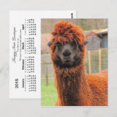 Curieuze alpaca-kalender ~ briefkaart (Voorkant / Achterkant)
