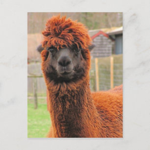 Curieuze alpaca-kalender ~ briefkaart