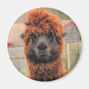 Curieuze alpaca ~ magnet