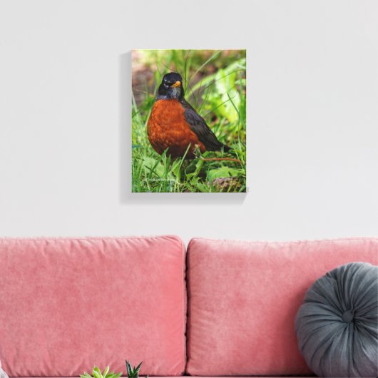 Curieuze Amerikaanse Robin Songbird in de gras Canvas Afdruk (Insitu (Woonkamer))