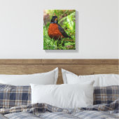 Curieuze Amerikaanse Robin Songbird in de gras Canvas Afdruk (Insitu (Slaapkamer))
