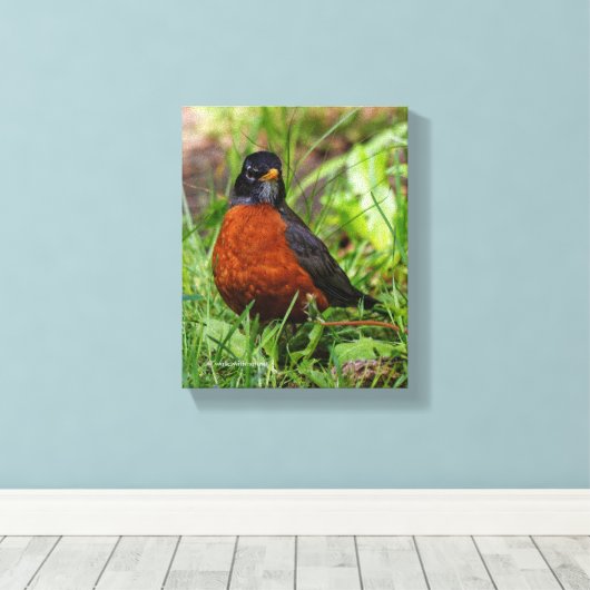 Curieuze Amerikaanse Robin Songbird in de gras Canvas Afdruk (Insitu (Houten vloer))