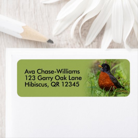 Curieuze Amerikaanse Robin Songbird in de gras Etiket (Insitu)