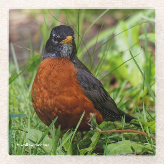 Curieuze Amerikaanse Robin Songbird in de gras Glazen Onderzetter (Voorkant)