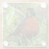 Curieuze Amerikaanse Robin Songbird in de gras Glazen Onderzetter (Achterkant)