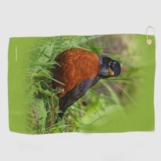 Curieuze Amerikaanse Robin Songbird in de gras Golfhanddoek (Horizontaal)