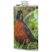 Curieuze Amerikaanse Robin Songbird in de gras Heupfles (Links)