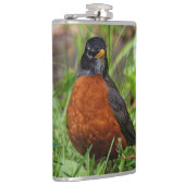 Curieuze Amerikaanse Robin Songbird in de gras Heupfles (Rechts)